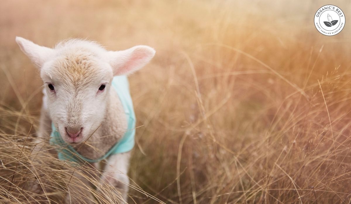 Is Goat Milk Formula Safe?