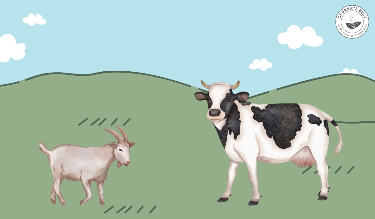 Goat vs. Cow Milk Formula: A Detailed Guide of Differences